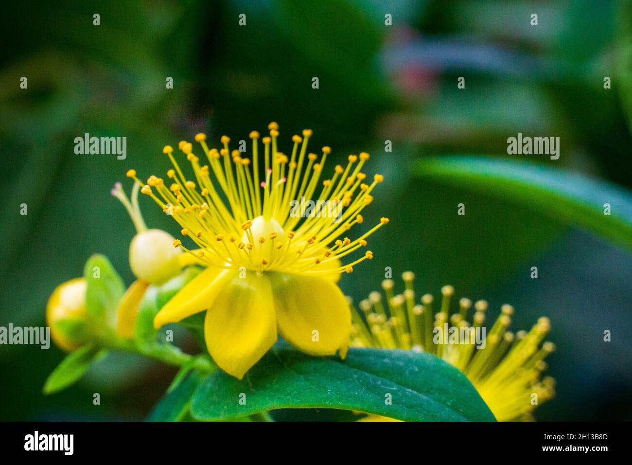 Hypericum Inodorum Flowering Plant scrub St. John`s Wort against a bokeh background Stock Photo